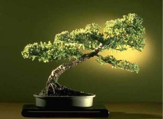 ithal bonsai saksi iegi  Gaziantep iek maazas , ieki adresleri 