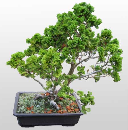 ithal bonsai saksi iegi  Gaziantep online iek gnderme sipari 
