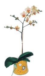  Gaziantep nternetten iek siparii  Phalaenopsis Orkide ithal kalite