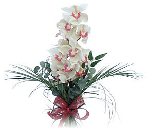  Gaziantep kaliteli taze ve ucuz iekler  Dal orkide ithal iyi kalite
