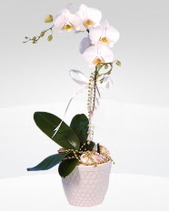 1 dallı orkide saksı çiçeği  Gaziantep internetten çiçek siparişi 