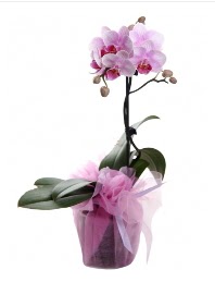1 dal pembe orkide saksı çiçeği  Gaziantep çiçek siparişi sitesi 