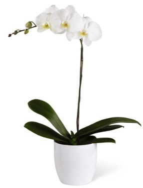 1 dall beyaz orkide  Gaziantep ieki telefonlar 