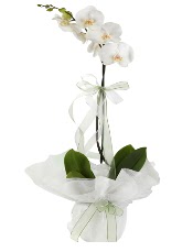 1 dal beyaz orkide iei  Gaziantep iek yolla , iek gnder , ieki  