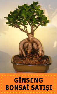 Ginseng bonsai sat japon aac  Gaziantep iek gnderme sitemiz gvenlidir 