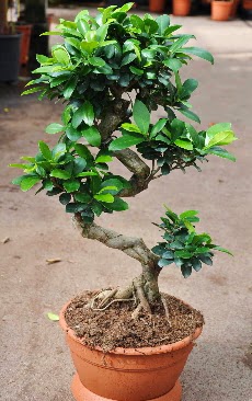 Orta boy bonsai saks bitkisi  Gaziantep online ieki , iek siparii 