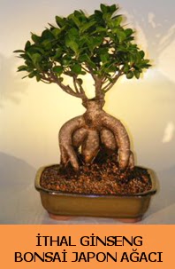 İthal japon ağacı ginseng bonsai satışı  Gaziantep online çiçek gönderme sipariş 