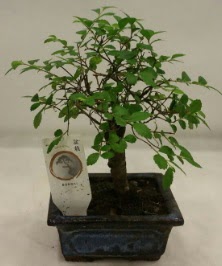 Minyatr ithal japon aac bonsai bitkisi  Gaziantep anneler gn iek yolla 