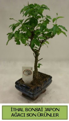 thal bonsai japon aac bitkisi  Gaziantep iek , ieki , iekilik 