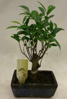 Japon aac bonsai bitkisi sat  Gaziantep 14 ubat sevgililer gn iek 