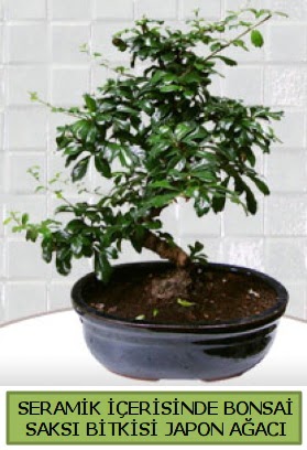 Seramik vazoda bonsai japon aac bitkisi  Gaziantep kaliteli taze ve ucuz iekler 
