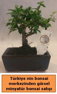 Japon ağacı bonsai satışı ithal görsel  Gaziantep cicekciler , cicek siparisi 
