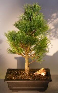 am aac japon aac bitkisi bonsai  Gaziantep 14 ubat sevgililer gn iek 