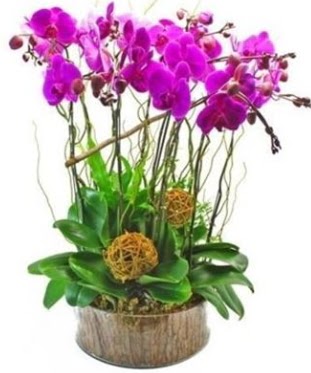 Ahap ktkte lila mor orkide 8 li  Gaziantep gvenli kaliteli hzl iek 