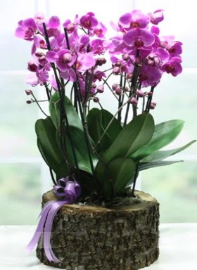 Ktk ierisinde 6 dall mor orkide  Gaziantep iek online iek siparii 