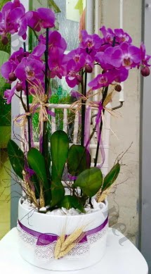 Seramik vazoda 4 dall mor lila orkide  Gaziantep nternetten iek siparii 
