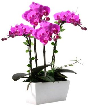 Seramik vazo ierisinde 4 dall mor orkide  Gaziantep anneler gn iek yolla 