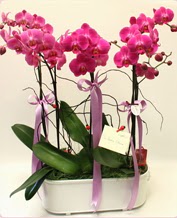 Beyaz seramik ierisinde 4 dall orkide  Gaziantep iek online iek siparii 