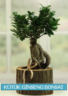 Kütük ağaç içerisinde ginseng bonsai  Gaziantep cicek , cicekci 