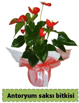 Antoryum saks bitkisi sat  Gaziantep hediye sevgilime hediye iek 