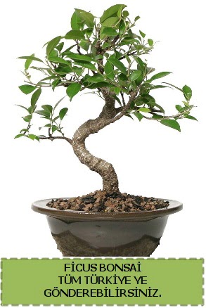 Ficus bonsai  Gaziantep cicek , cicekci 