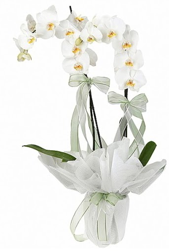 ift Dall Beyaz Orkide  Gaziantep iek sat 