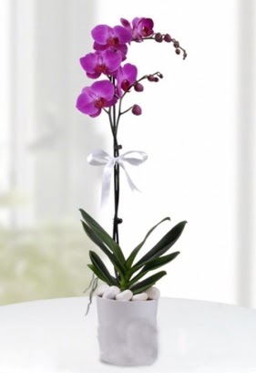 Tek dall saksda mor orkide iei  Gaziantep yurtii ve yurtd iek siparii 