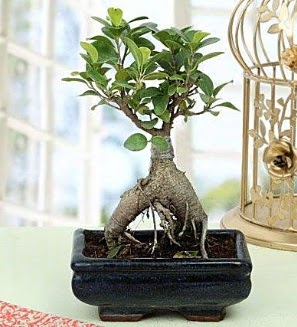 Appealing Ficus Ginseng Bonsai  Gaziantep iek sat 