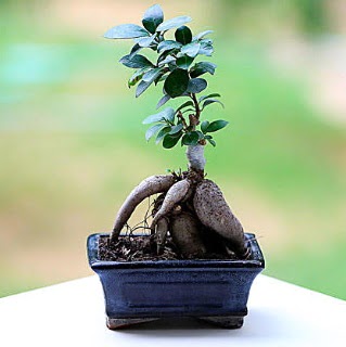Marvellous Ficus Microcarpa ginseng bonsai  Gaziantep iek yolla , iek gnder , ieki  