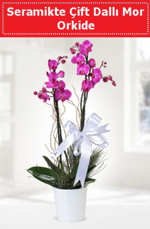 Seramikte Çift Dallı Mor Orkide  Gaziantep çiçek satışı 