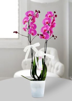 Çift dallı mor orkide  Gaziantep yurtiçi ve yurtdışı çiçek siparişi 