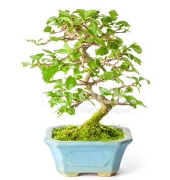 S zerkova bonsai ksa sreliine  Gaziantep online iek gnderme sipari 