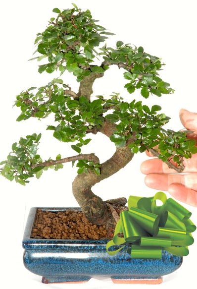 Yaklak 25 cm boyutlarnda S bonsai  Gaziantep kaliteli taze ve ucuz iekler 