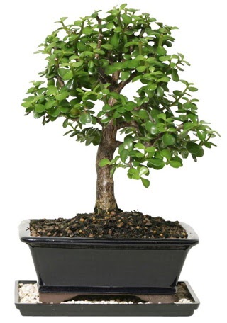 15 cm civar Zerkova bonsai bitkisi  Gaziantep kaliteli taze ve ucuz iekler 