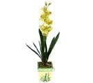 Özel Yapay Orkide Sari  Gaziantep çiçek siparişi vermek 