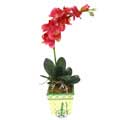 Yapay Phalonepsis Pembe   Gaziantep internetten çiçek satışı 