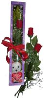 Gaziantep online çiçekçi , çiçek siparişi  3 adet canli gül ve oyuncak ayicik