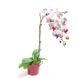  Gaziantep uluslararası çiçek gönderme  Saksida orkide