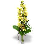  Gaziantep online çiçek gönderme sipariş  cam vazo içerisinde tek dal canli orkide