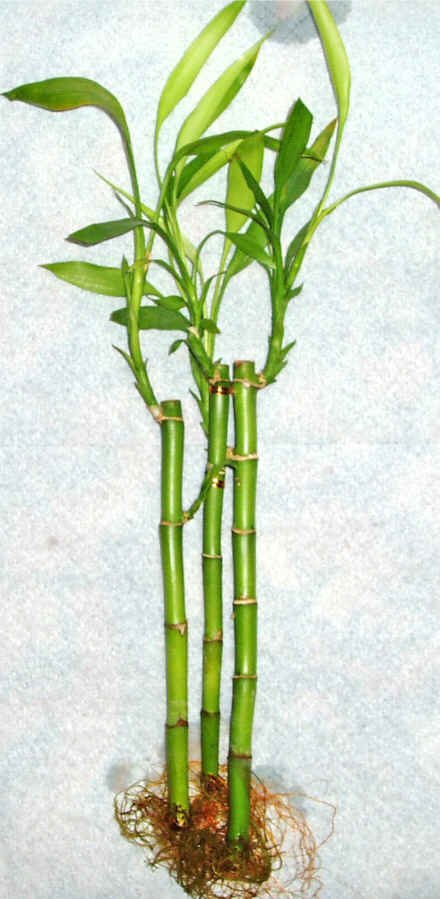 Lucky Bamboo 3 adet vazo hediye edilir   Gaziantep iek gnderme sitemiz gvenlidir 