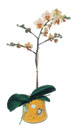  Gaziantep İnternetten çiçek siparişi  Phalaenopsis Orkide ithal kalite