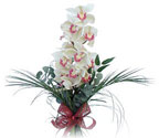  Gaziantep kaliteli taze ve ucuz çiçekler  Dal orkide ithal iyi kalite
