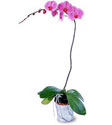  Gaziantep çiçek yolla  Orkide ithal kaliteli orkide 