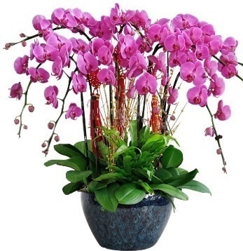 9 dallı mor orkide  Gaziantep çiçekçi telefonları 