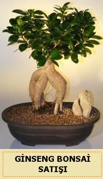 İthal Ginseng bonsai satışı japon ağacı  Gaziantep kaliteli taze ve ucuz çiçekler 