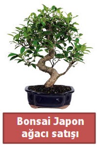 Japon ağacı bonsai satışı  Gaziantep kaliteli taze ve ucuz çiçekler 