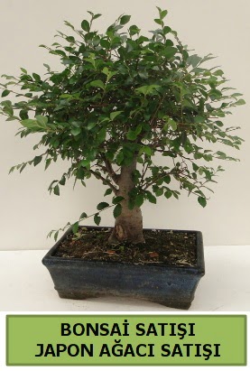 Minyatür bonsai japon ağacı satışı  Gaziantep cicek , cicekci 