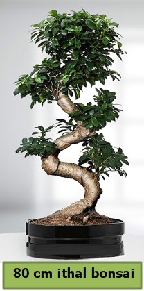 80 cm özel saksıda bonsai bitkisi  Gaziantep 14 şubat sevgililer günü çiçek 