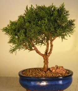 Servi çam bonsai japon ağacı bitkisi  Gaziantep cicekciler , cicek siparisi 