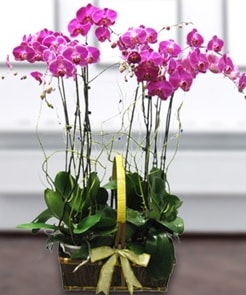 7 dallı mor lila orkide  Gaziantep cicek , cicekci 